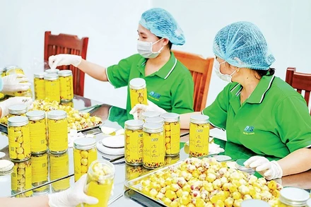 Đóng gói sản phẩm trà hoa vàng tại Hợp tác xã dược liệu công nghệ cao Trường Sơn.