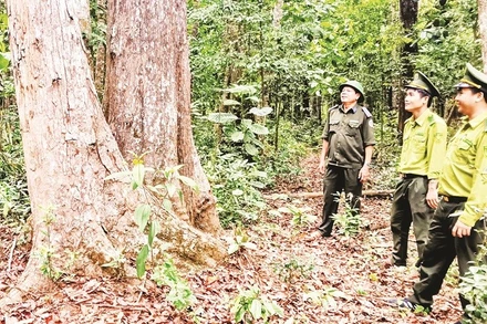 Cán bộ kiểm lâm tuần tra rừng, góp phần bảo vệ diện tích rừng nguyên sinh, bảo đảm giá trị tín chỉ carbon.