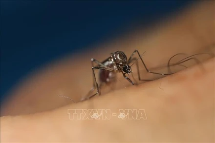 Muỗi Aedes aegypti. (Ảnh: THX/TTXVN)