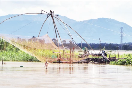 Xóm vó cá Nhơn Hưng, phường Thái Sơn, tỉnh An Giang vào mùa đánh bắt.