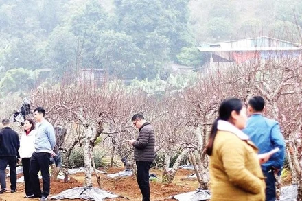 Vườn đào Đà Bắc tấp nập người mua để chở về dưới xuôi chơi Tết.