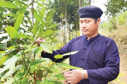 Bí thư Chi bộ, Trưởng thôn Khuổi Làm Dương Văn Ngoan chăm sóc cây quế.