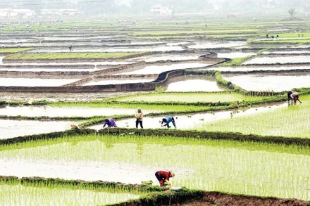 Tỉnh Lào Cai phấn đấu hoàn thành gieo cấy trước ngày 15/3. (Ảnh VIẾT VINH)