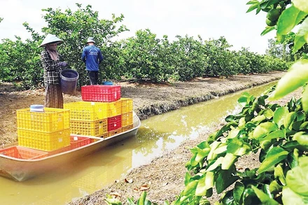 Chăm sóc chanh không hạt trồng theo hướng hữu cơ ở xã Thạnh Lợi, tỉnh Tây Ninh (Ảnh CTV)