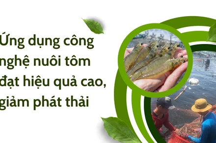 Ứng dụng công nghệ nuôi tôm đạt hiệu quả cao, giảm phát thải