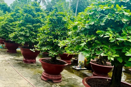 Vườn mai của chú Lê Văn Tám.