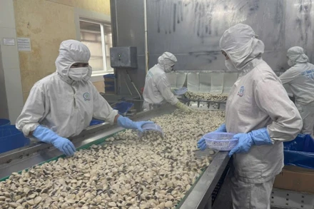 Công ty Việt Trường đã từng bước phục hồi và đến nay, hoạt động của nhà máy đã trở lại gần như 100%. 