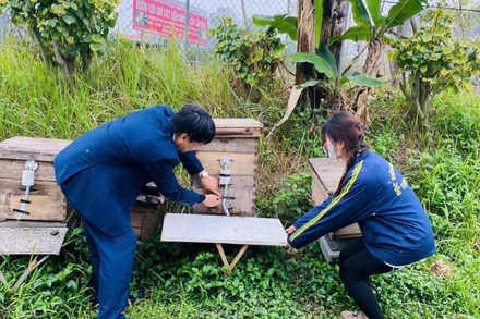 Trung tâm Nghiên cứu ong và nuôi ong nhiệt đới (Học viện Nông nghiệp Việt Nam) nghiên cứu và chuyển giao quy trình công nghệ nuôi ong cho các hộ nuôi ong trên cả nước. (Ảnh: TRÀ MY)