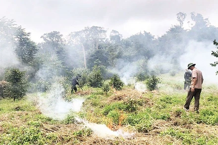 Ban quản lý Khu Bảo tồn thiên nhiên Nam Nung (Lâm Đồng) tổ chức đốt dọn thực bì, phòng, chống cháy rừng trong mùa khô. (Ảnh CHẤN HƯNG)