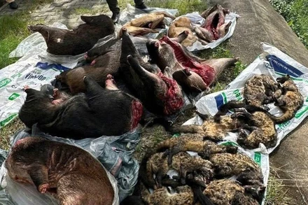 Số thịt lớn nghi là động vật hoang dã vừa bị Cảnh sát giao thông Công an thành phố Đà Nẵng phát hiện, bắt giữ. (Ảnh: Công an cung cấp)