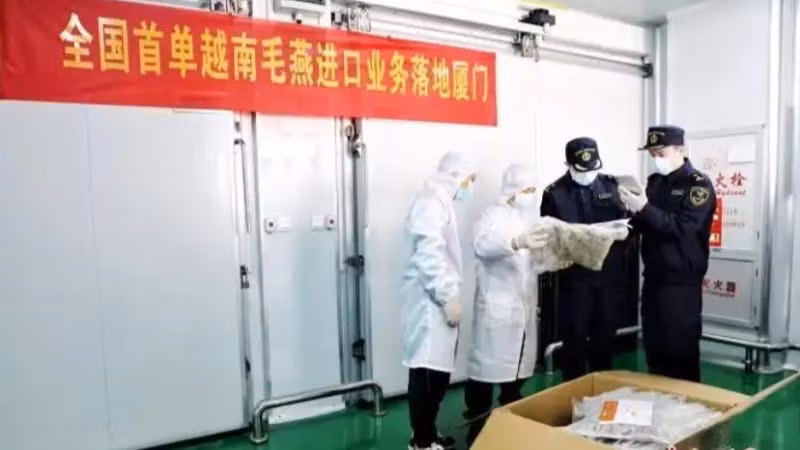 Hải quan thành phố Hạ Môn kiểm tra lô hàng tổ yến thô đầu tiên nhập khẩu từ Việt Nam. (Ảnh: Chinanews.com.cn)