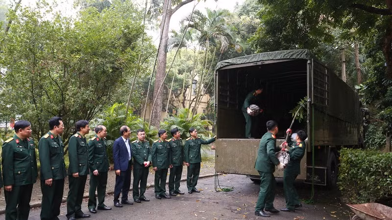 Cục Xe máy-Vận tải vận chuyển 40 cây kim giao vào khu mộ Đại tướng Võ Nguyên Giáp.