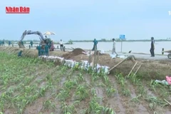 [Video] Bão số 5 mạnh lên, 12 tỉnh, thành được yêu cầu khẩn trương gia cố đê điều và hồ chứa