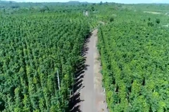 [Video] Ban hành kế hoạch đẩy mạnh xuất khẩu nông, lâm, thủy sản năm 2025