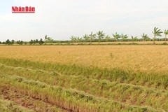 [Video] Ngân hàng Nhà nước: Gói vay nông, lâm, thủy sản đạt 94% mục tiêu