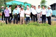 Vùng sản xuất lúa giống ST25 tại thị xã Ngã Năm.
