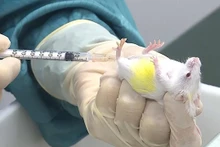 Vaccine Covid-19 thử nghiệm trên chuột của Vabiotech đã có đáp ứng miễn dịch.
