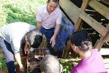 Cán bộ NHCSXH huyện Quế Phong kiểm tra con giống cho bà con bản Pà Khốm.