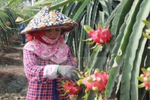 Sản lượng cây ăn quả năm 2021 các tỉnh phía nam hơn 7 triệu tấn (tăng 100.000 tấn so với 2020). Ảnh: TTXVN