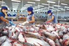 Năm 2021, không có lô hàng bị cảnh báo chỉ tiêu hóa chất, kháng sinh bởi các thị trường nhập khẩu có yêu cầu kiểm tra, chứng nhận bởi Cục Quản lý Chất lượng nông lâm sản và thủy sản trước khi xuất khẩu. 