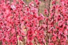 Hoa đào Nhật Tân, Hà Nội (Ảnh minh họa: Trần Hải).
