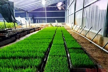 Giống ST25 được Sepon Group chuẩn bị sản xuất lúa hữu cơ.