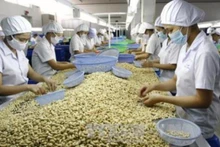 Nhu cầu nhập khẩu hạt điều của Đức tăng sẽ tác động tích cực lên ngành điều Việt Nam. (Ảnh: TTXVN)