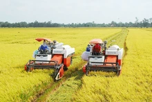 Thu hoạch lúa ở đồng bằng sông Cửu Long. (Nguồn: baochinhphu.vn)