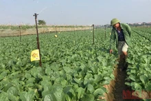 Trồng rau an toàn tại huyện Mê Linh. (Ảnh: NGỌC ANH)