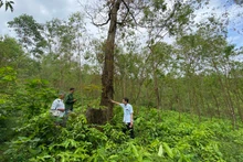 Những cây lim chết khô do bị đầu độc.