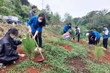 Đoàn viên thanh niên tỉnh Kon Tum ra quân trồng thông ba lá dọc tuyến đường tránh đèo Măng Đen.