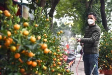 Treo biển bán đồng giá, lượng khách mua quất cảnh tăng đáng kể. (Ảnh: Minh Duy)