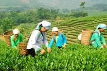 Nông dân xã Bản Xen, huyện Mường Khương, Lào Cai, thu hái chè Tuyết San. (Ảnh: Quốc Hồng)