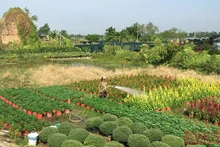 Một góc làng hoa Chợ Lách, tỉnh Bến Tre. (Ảnh: Hoàng Trung)