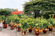 Chợ hoa Xuân bắt đầu bày bán tại vỉa vè đường Lê Hồng Phong (quận Ngô Quyền).