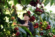 Sắc đỏ bao trùm thị trường cà phê, bông và đường