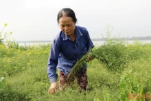 Hàng chục năm nay, bà Trịnh Thị Chúc, thôn Liên Hồng, xã Bách Thuận (Vũ Thư, tỉnh Thái Bình) vẫn trồng cây mùi già để phục vụ người dân vào dịp Tết.