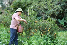 Người dân tỉnh Sơn La thu hoạch quýt.