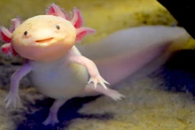 Axolotl, hay còn có tên khác là kỳ giông Mexico hay khủng long 6 sừng. (Nguồn: lithub.com)