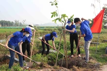 Đoàn viên, thanh niên trồng cây xanh.