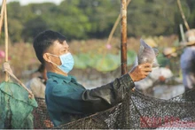 Vui mừng khi bắt được cá trong lễ hội.