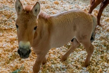 Ngựa con Przewalski được nhân bản tại cơ sở thú y Texas vào ngày 6-8.