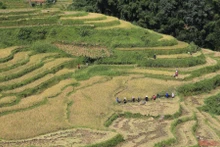 Mường Hoa mùa gặt