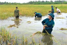 Bộ đội gặt lúa giúp dân 