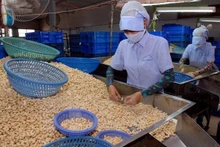 Chế biến hạt điều xuất khẩu. (Ảnh: TTXVN)