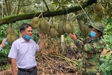 Những năm gần đây, sầu riêng đã trở thành cây trồng chủ lực và mang lại giá trị kinh tế cao cho người nông dân huyện Krông Pắc. 