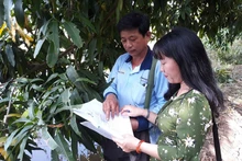Kiểm tra nhật ký trồng xoài theo hướng VietGAP ở huyện Cao Lãnh (Đồng Tháp).