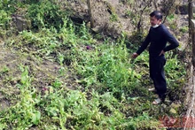 Đối tượng Nguyễn Văn Doanh và mảnh đất trồng cây thuốc phiện trái phép trong vườn nhà.