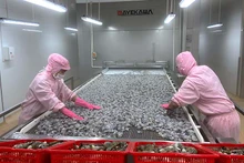 Việc F0, F1 cách ly tại nhà trong thời gian dài gây thiếu hụt lao động tại nhiều doanh nghiệp chế biến thủy sản.