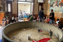 Hàng chục người bị phát hiện tại sới gà đá ăn tiền.